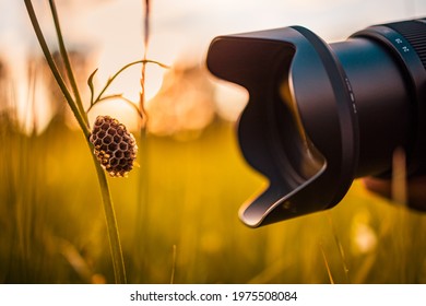 Macro photography lens close to meadow flower grass with empty bee nest on the grass in a park. Hobby, nature outdoor, recreational freedom activity. Idyllic nature sunset, camera lens macro