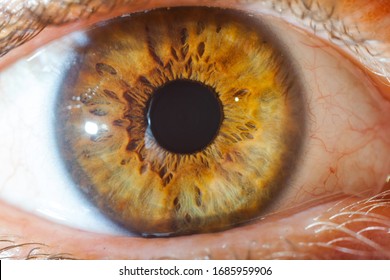 Macro Photography Of An Light Brown Human Eye