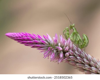 macro photography mantis creobrote orchid mantis on pink flowers - Powered by Shutterstock