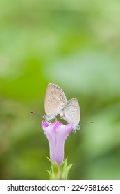 Macro photography mating butterfly pink flower  Taken at Palopo south Sulawesi Indonesia in January 15th 2023 