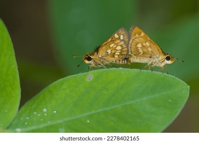 Macro photography mating butterfly green leaf  Taken at Palopo south Sulawesi Indonesia in March 22nd 2023