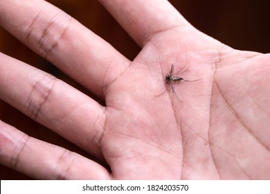 Macro Photography Of Mosquito Hit The Slap Dead On Palm.