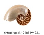 Macro photography of a nautilus shell cut in half, an ancient pelagic marine mollusc of the cephalopod family Nautilidae. isolated on white background with space for text