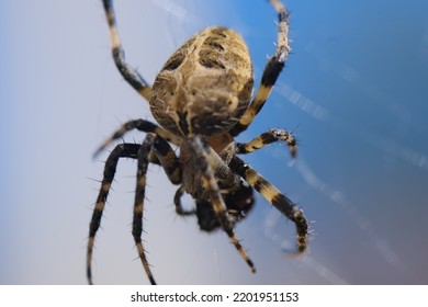 Macro Photography, One Small Black-brown Spider Sits On A Web With Its Prey, Day. You Can See The Hairs On The Body Of An Arachnid, A Spider-cross