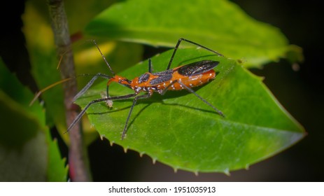 Macro Photography Of Orange And Black Milkweed Assassin Bug (Zelus Longipes) Eating A Yellow Aphid On A Cherry Laurel Leaf (Prunus Laurocerasus).  Striking Detail, Side View Showing Eye And Proboscis 