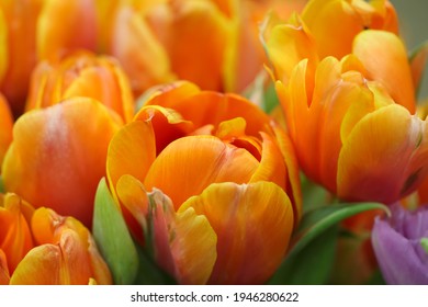 Macro photography of orange tulip petals (flower variety - Queensday) for background, selective focus