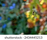 Macro photography of an orchard spider hanging in the center of its web, captured in a garden near the colonial town of Villa de Leyva in central Colombia.
