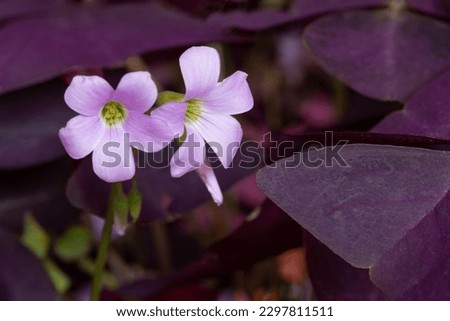 Macro photography of Oxalis triangularis, butterfly flower or purple shamrocks. It has a triangular leaf shape like a butterfly.