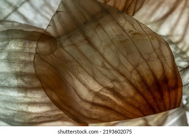 macro photography of peel leaf texture (onion), you can see cells