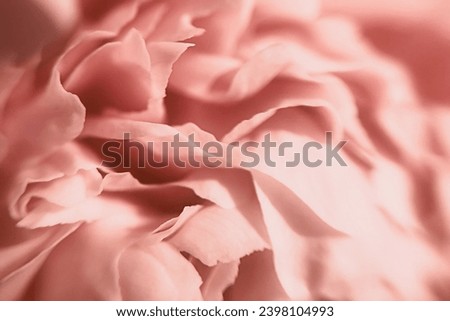 Macro photography of a peony. Beautiful pink delicate background with flower petals