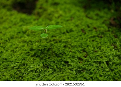 Macro photography perspective of a tiny green sprout emerging from a bed of lush moss. This delicate miniature ecosystem represents resilience and organic growth, providing a soothing nature background for wellness, ecology, and environmental design themes.