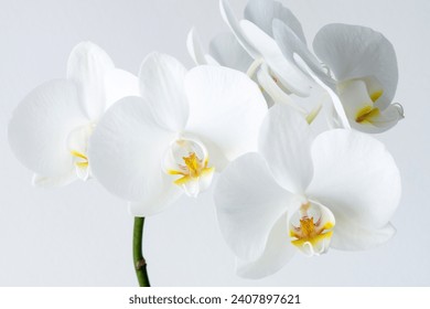 Macro photography of petals of a blooming orchid  phalaenopsis isolated on white background.  - Powered by Shutterstock