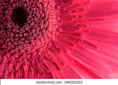 Macro photography of pink gerbera flower, fresh nature plant close-up. Floral texture pattern for background or wallpaper, detail of red flower with petals. Front view of beautiful flower.