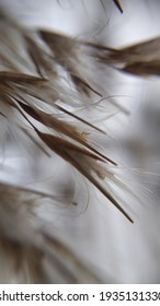 Macro Photography Of A Plant Branch