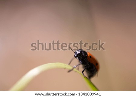 Similar – Begegnung Natur Frühling