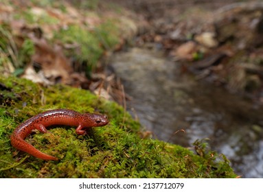 Macro photography of pretty salamanders 
