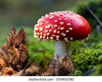 macro photography of red mushroom in the forest - Shutterstock ID 1939810780