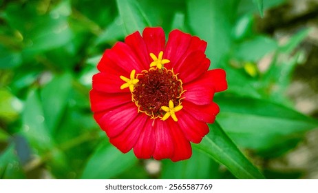 Macro photography of a red zinnia flower in full bloom.