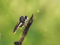 Macro Photography Of A Robber Fly. The Asilidae Are The Robber Fly Family, Also Called Assassin Flies. Robber Fly Standing On A Twig.
