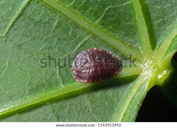 Macro Photography of Scale Insect - Coccidae on Green\
Leaf 