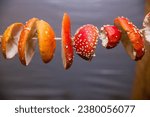 Macro photography with shallow depth of field. Selective focusing on the central subject. Fly agaric mushrooms are dried on a rope.