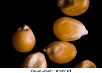 Macro Photography Of A Single Corn Seed