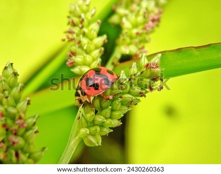 macro photography of small animals with the name ladybug, but ordinary people usually know them as orange ladybugs
