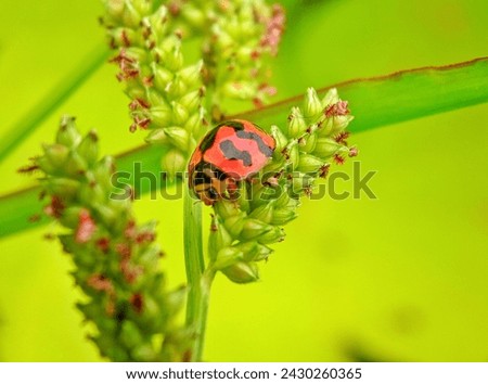 macro photography of small animals with the name ladybug, but ordinary people usually know them as orange ladybugs