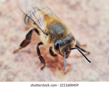 Macro Photography Of A Small Bee