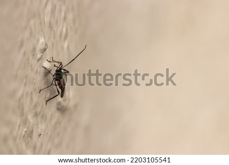 Bug on a windowsill Animal