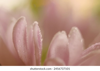 Macro photography of the soft purple petals of a carnation flower with dew drops as the sunlight illuminates the colors and background.  - Powered by Shutterstock