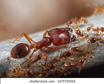 Macro Photography of Soldier Big-Headed Ant with Group of Worker Ants