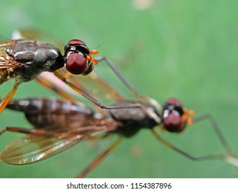 Macro Photography Stiltlegged Fly Having Sex Stock Photo 1154387896 ...