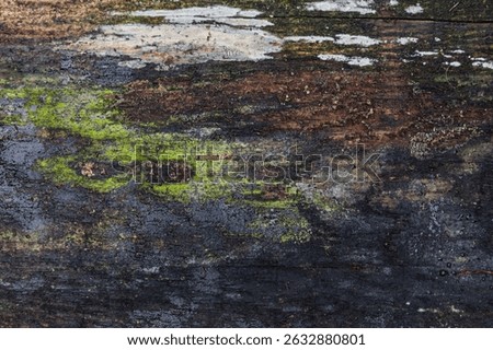 Macro photography of the texture of a old log