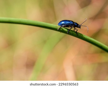Macro photography of a tiny blue beetle walking on a stem  of a wild plant in a field near the town of Arcabuco in central Colombia.