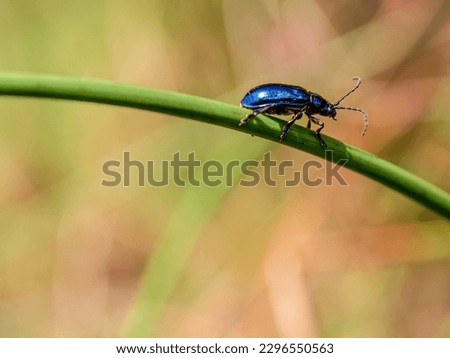 Macro photography of a tiny blue beetle walking on a stem  of a wild plant in a field near the town of Arcabuco in central Colombia.