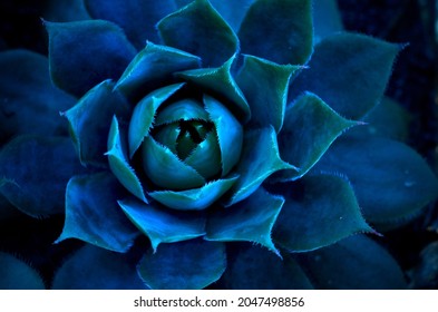 Macro Photography Top View Of Desert Plant In Blue Tones Horizontal