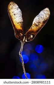Macro Photography of a Translucent Maple Samara Seed Pod

Detailed Close-up of a Dry Helicopter Seed with Blue Bokeh Background

Backlit Maple Seed Pod Displaying Intricate Vein Textures