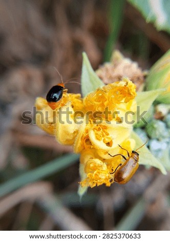 Macro photography of two different pumpkin beetles, Aulacophora femoralis, feeding on a bright yellow cucurbit flower in the garden.