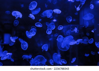 macro photography underwater jellyfish close up
