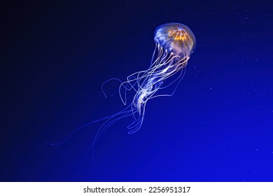macro photography underwater northern sea nettle or brown jellyfish jellyfish close-up