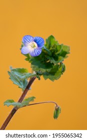 macro photography using light in the studio