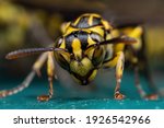 Macro Photography of Wasp on Turquoise Floor