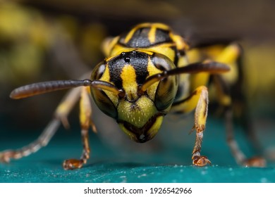 Macro Photography of Wasp on Turquoise Floor