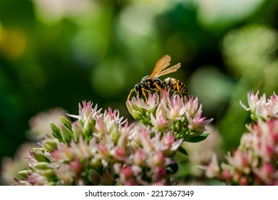 Macro Photography - Wasps On The Flower