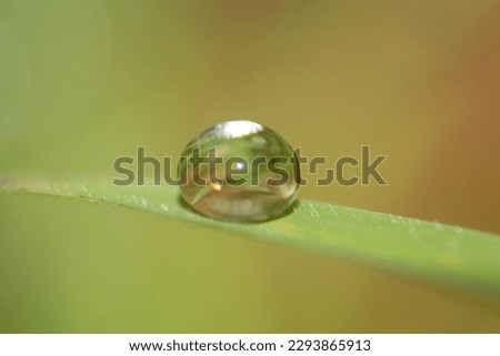 Macro photography of a water drop on a hydrophobic leaf. 
