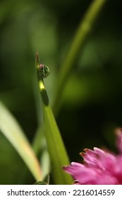 Macro Photography Water Drops Grass Light Clover Meadow