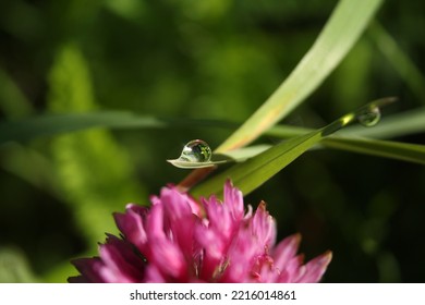 Macro Photography Water Drops Grass Light Clover Meadow