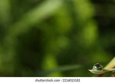 Macro Photography Water Drops Grass Light 