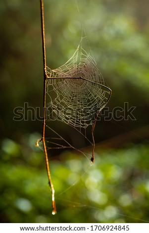 Similar – Foto Bild Einzelgänger Umwelt Natur